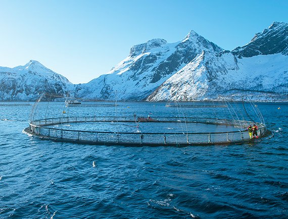 Blauer Himmel, schneebedeckte Berge, Wasser und im Wasser ein kreisförmiges Netz.