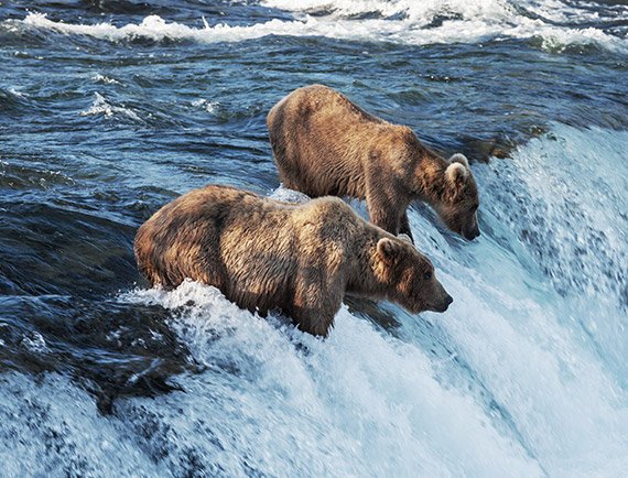 Zwei Bären in einem Fluss in Alaska