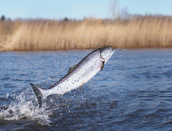 Ein Fisch der aus dem Wasser springt